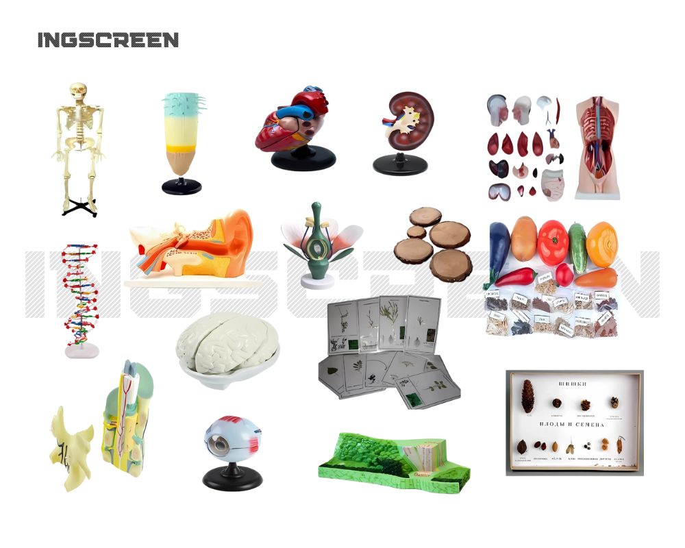 Комплект лабораторного оборудования INGSCREEN INGS BIO-28 для учебного кабинета биологии, 28 предметов — изображение 2